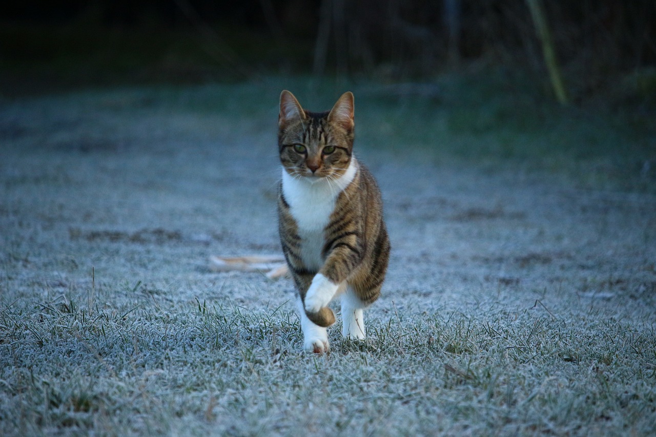 起底0元领养猫咪套路